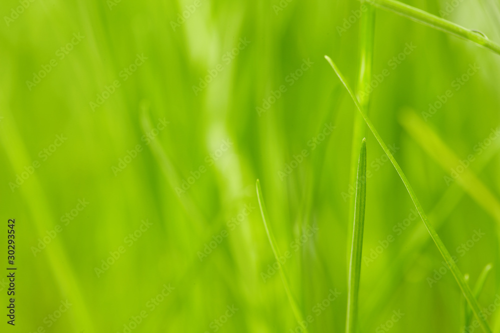 Fresh green grass background Fresh green grass background