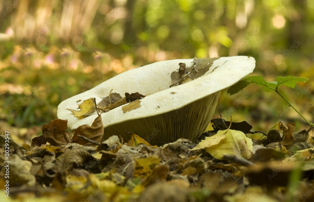 Lactarius vellereus