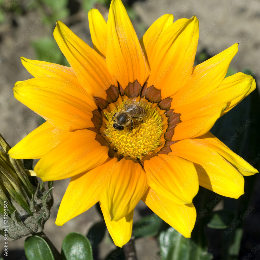 Obraz premium Gazania, Biene