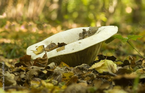 Obraz na płótnie Lactarius vellereus w salonie