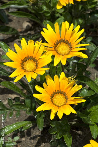 Gazania