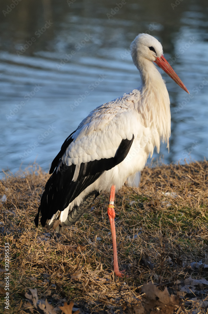 Fototapeta premium White Stork standing by a pond