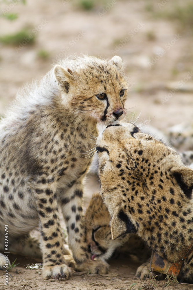 Cheetah cub is preened by its mother Cheetah cub is preened by its mother