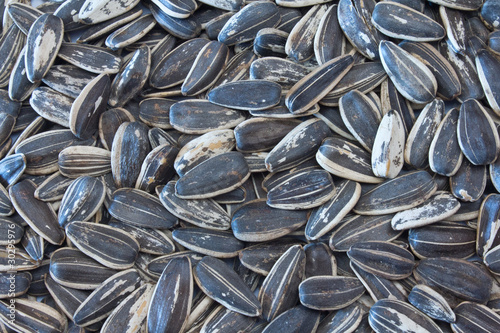 Obraz na plátně Sunflower seed