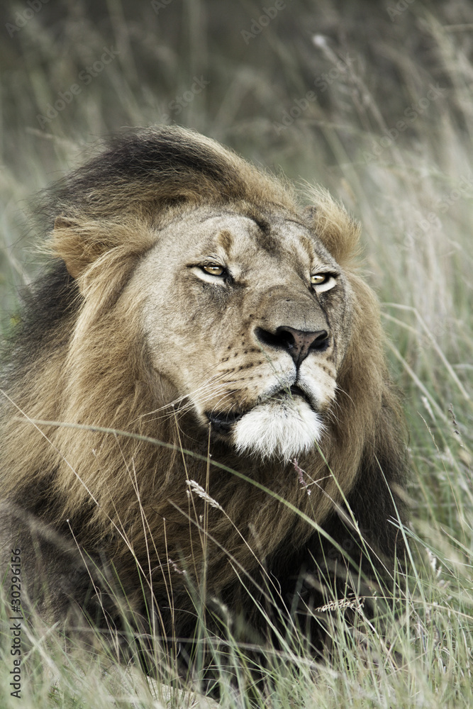 Toned image of a regal looking lion.