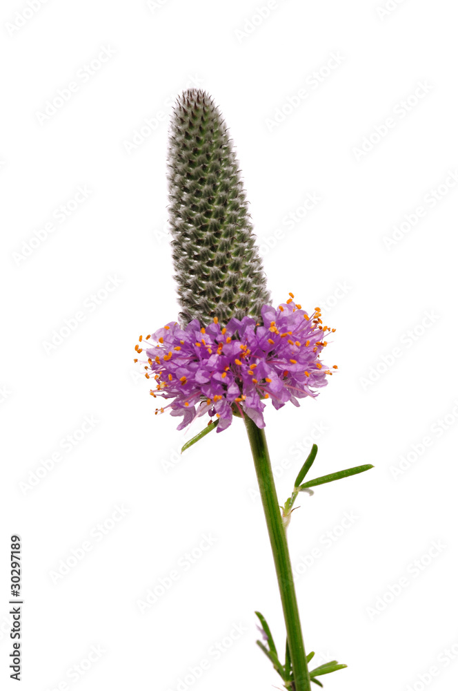 Obraz premium Purple Prairie Clover (Dalea purpurea) Wildflower