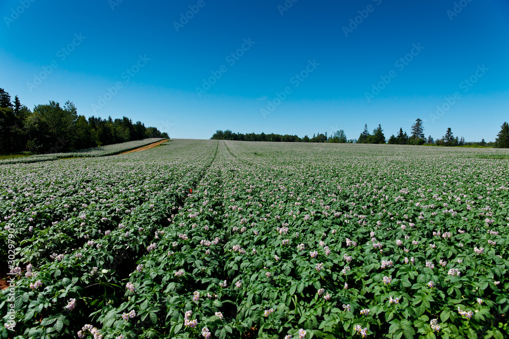 Potato field in full flower