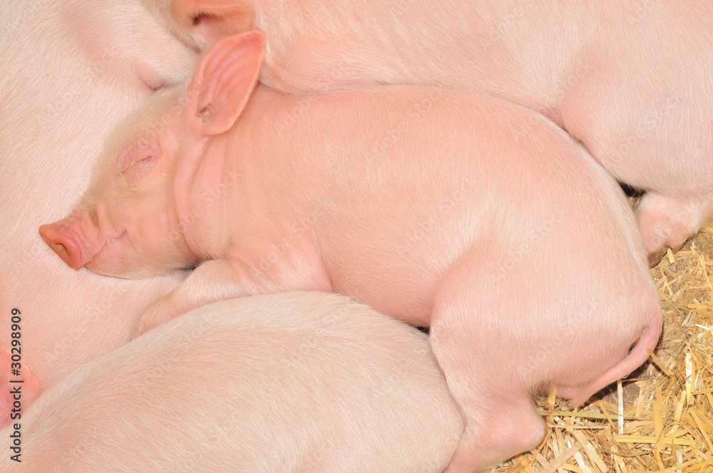 Sleeping pigs Sleeping pigs