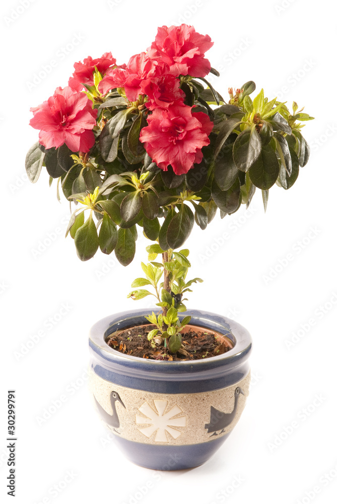 alberello di azalea alberello di azalea