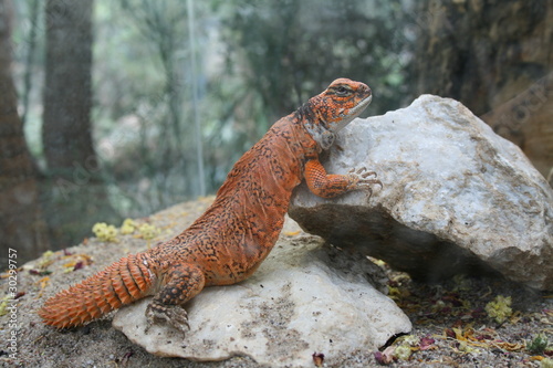 Orange lizard Uromastyx acanthinura, resting on grey rock