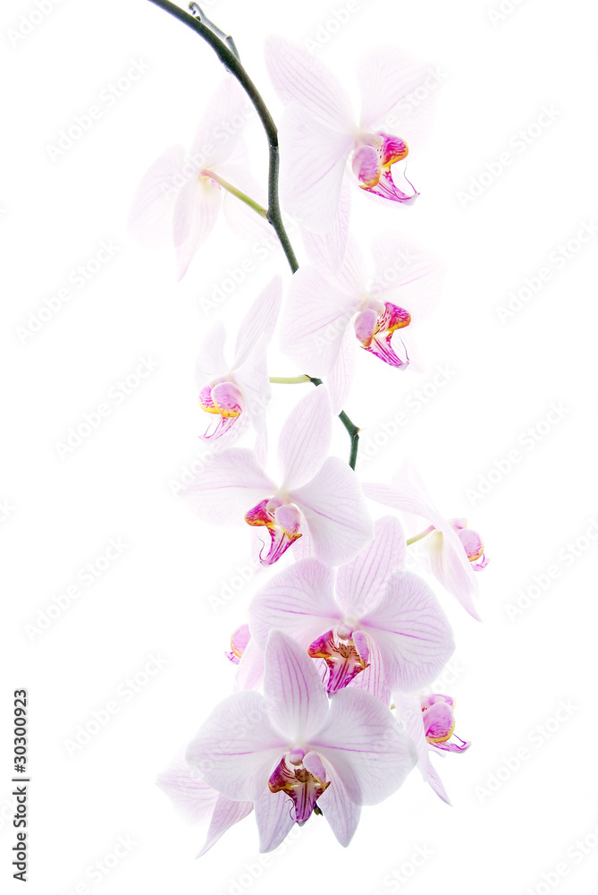Fotografie pink spotted  orchids isolated on white background