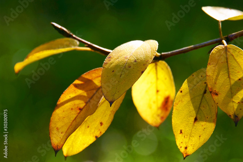 Yellow leafs macro shot in autumn time © Sergey Toronto