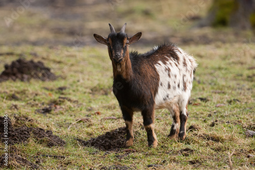 Zwergziege, Pygmy goat
