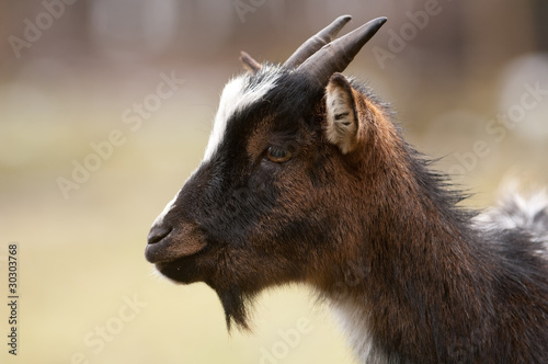 Zwergziege, Pygmy goat