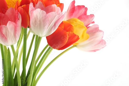 colorful tulips