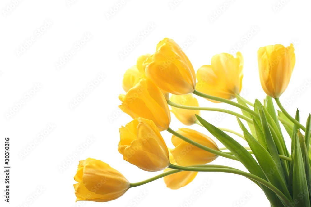 Yellow tulips