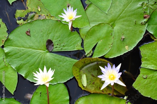 Water Lillies