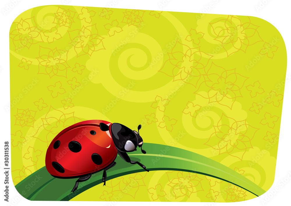 Obraz premium Ladybug