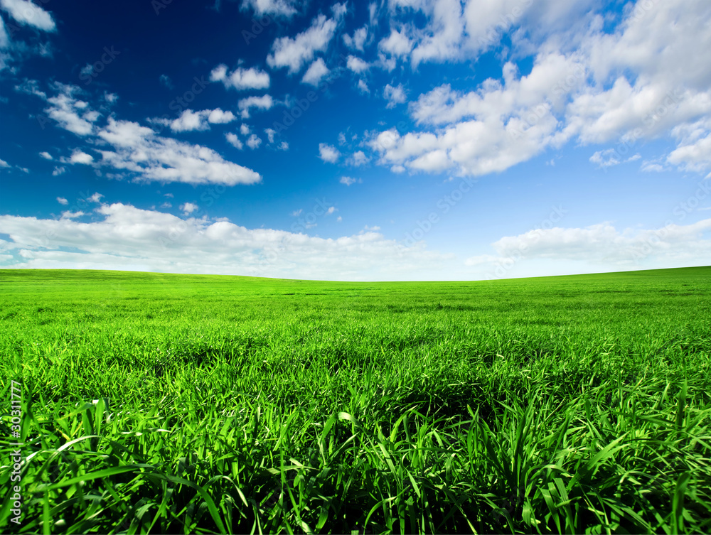 Obraz premium Green Meadow