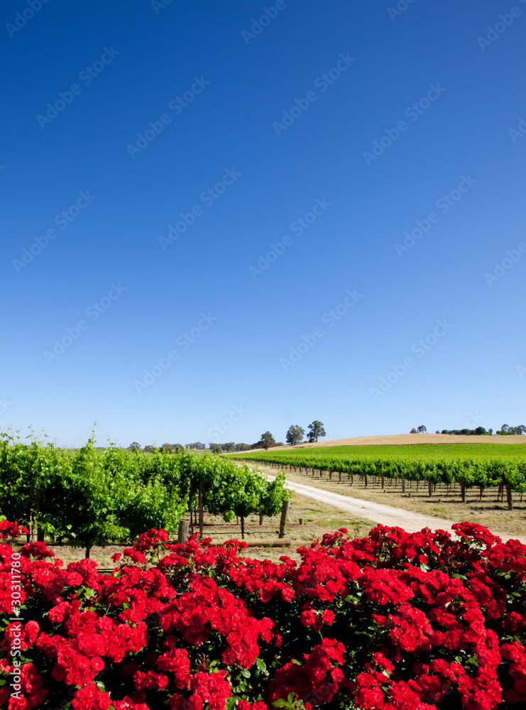 Beautiful Vineyard