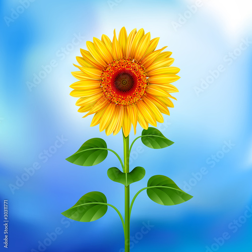 Fototapeta Naklejka Na Ścianę i Meble -  Background with sunflower