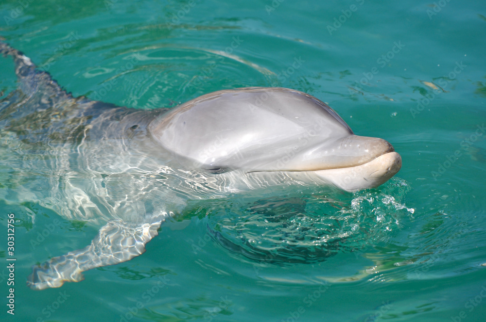 Dolphin Smiling Close Up in Water