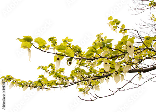 Tableau sur toile Branch of a pocket handkerchief tree against the sky