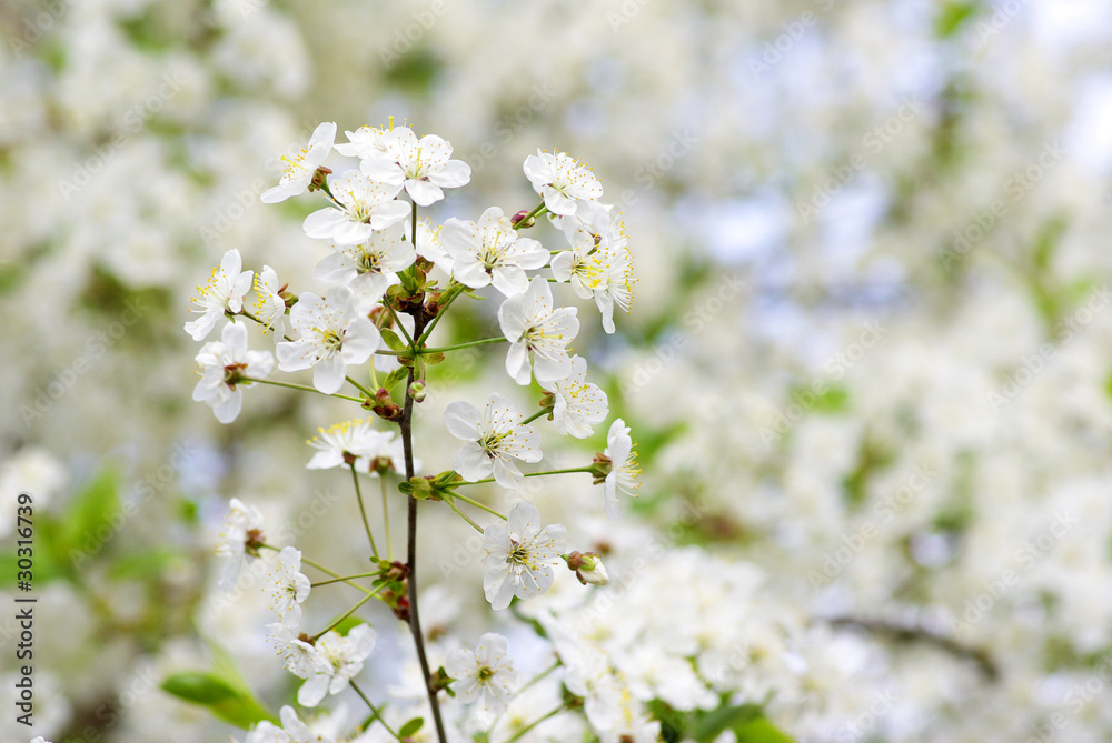 Fototapeta premium flowers