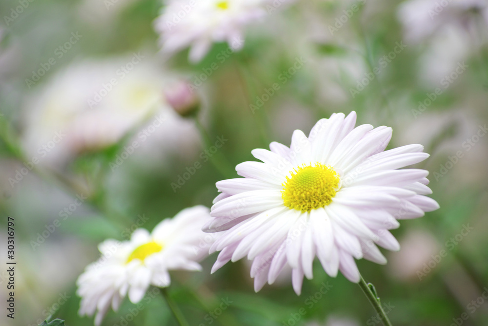 flowers flowers