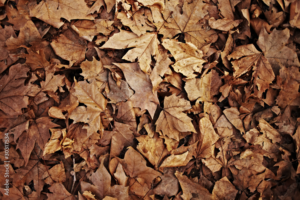 Brown autumn leaves