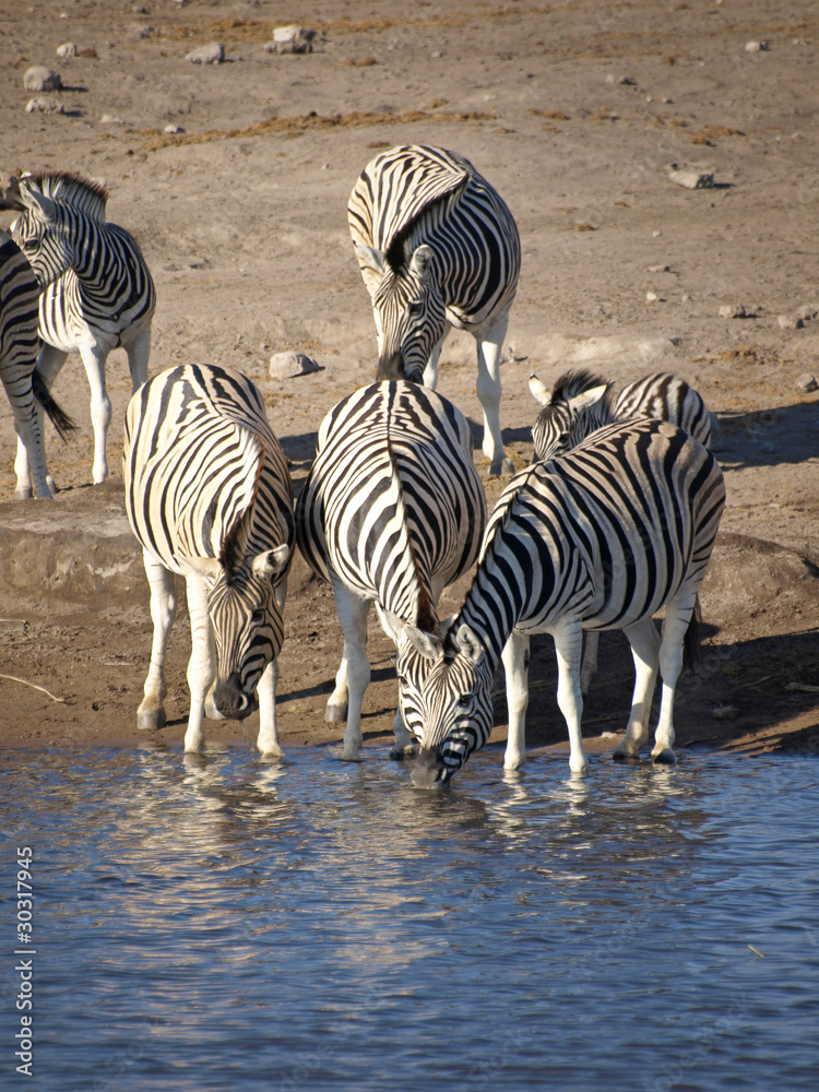 Obraz premium OLYMPUS DIGITAL CAMERA