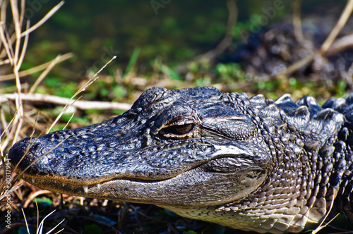 Alligator Close up of head