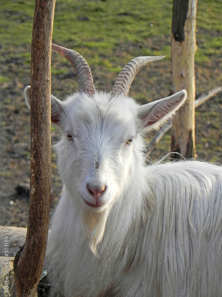 goat portrait