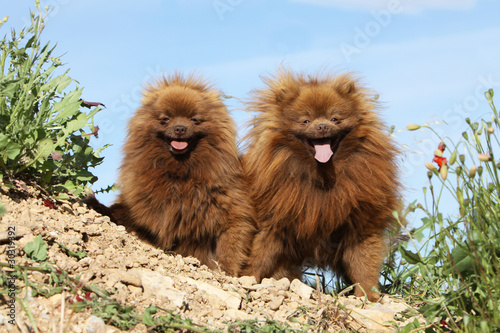 couple de spitz allemand à l'air rigolo