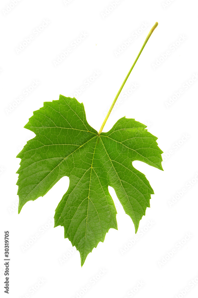 Grapes leaf Grapes leaf