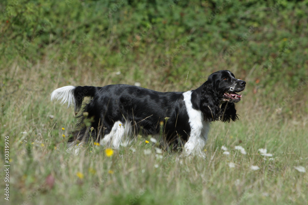 belle silhouette du chien de chasse dans la nature