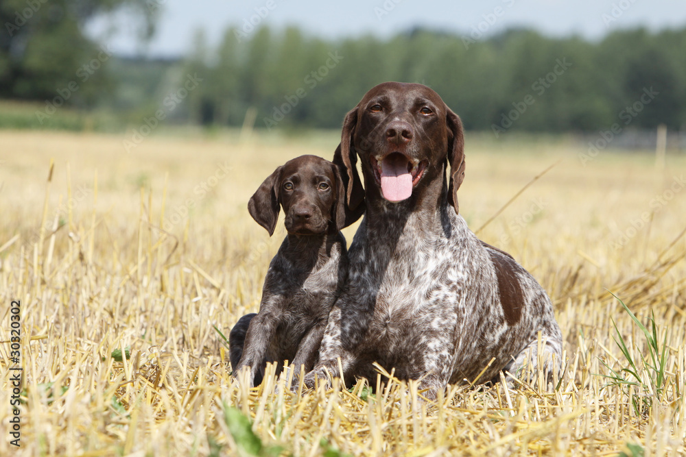 maman braque allemand et son chiot