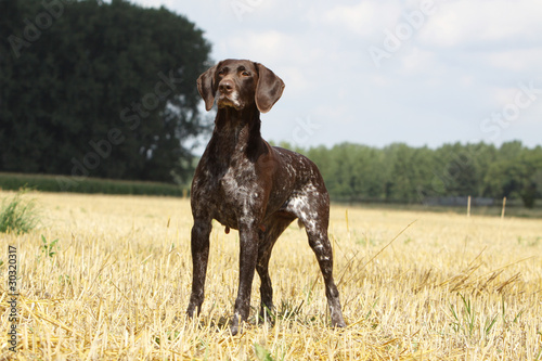 beautiful german short-haired pointing dog outside