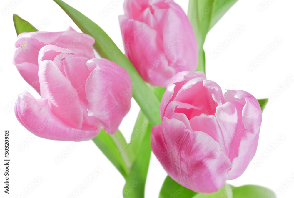Naklejka premium Tulips background