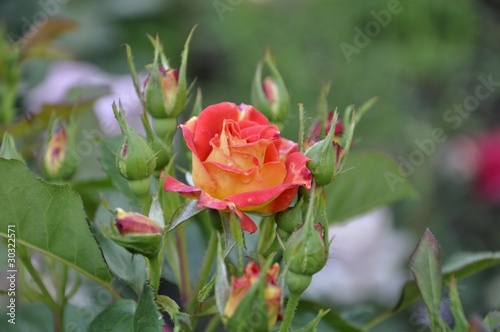 bush flowers yellow-red roses after rain