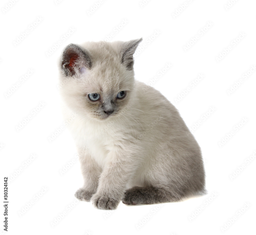 British kitten, isolated.