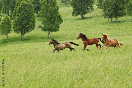 The Altay s meadow running horses on it