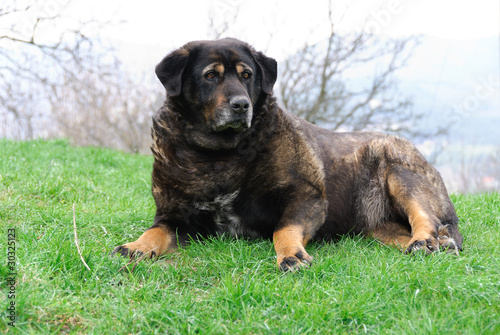 Cane da guardia sdraiato sulla erba photo