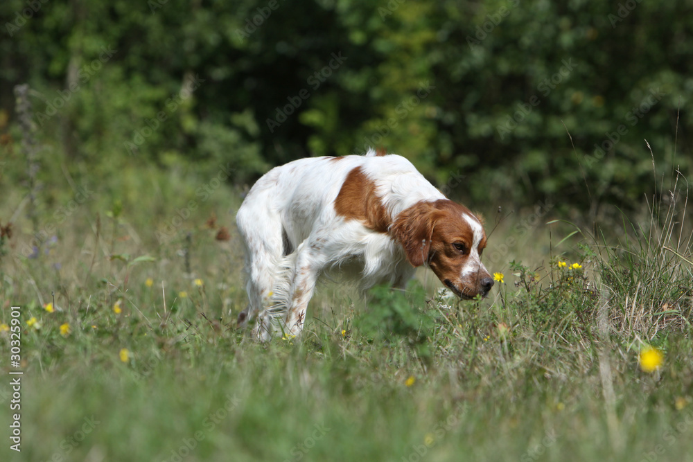 chien de chasse à l'arrêt