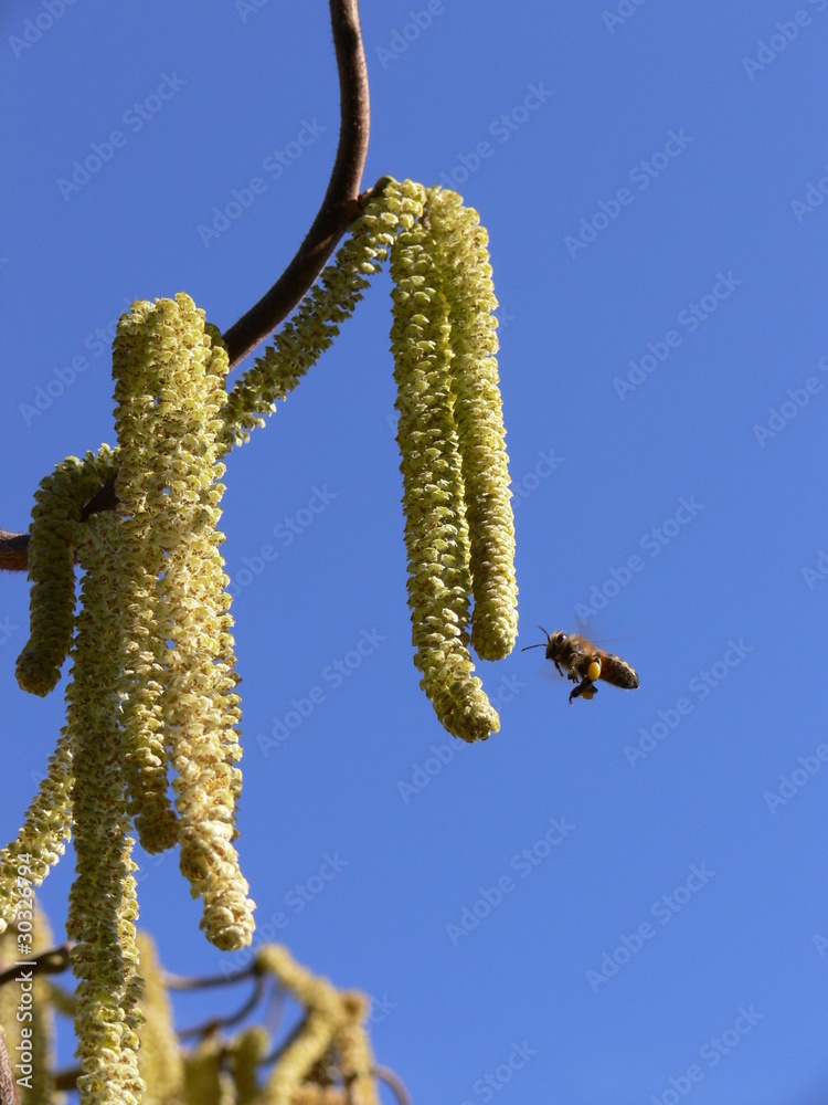 Naklejka premium Biene im Anflug