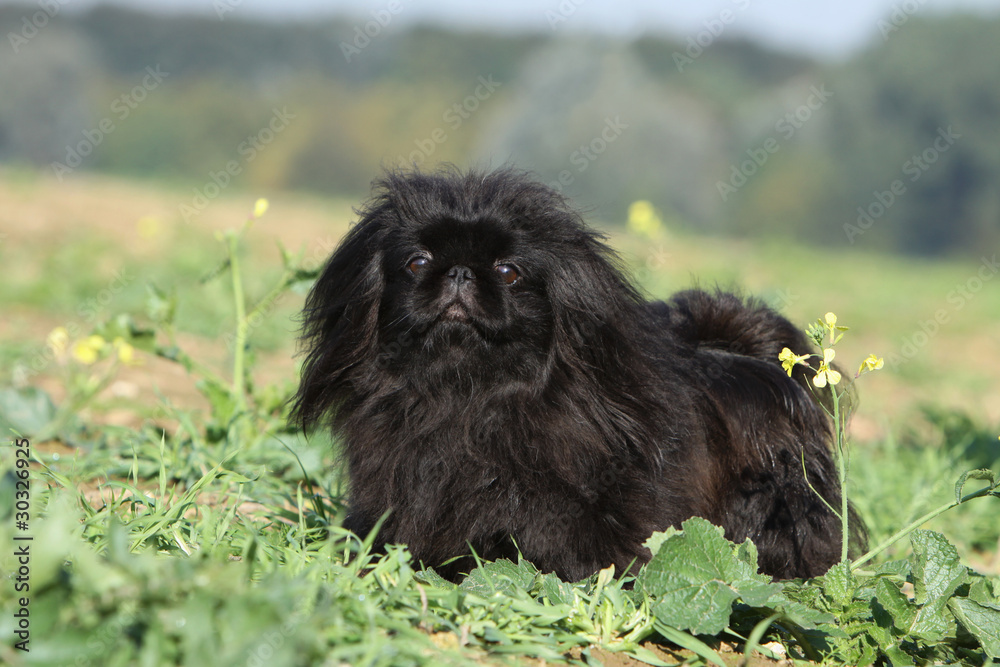 Fototapeta premium black pekingese with a beautiful coat