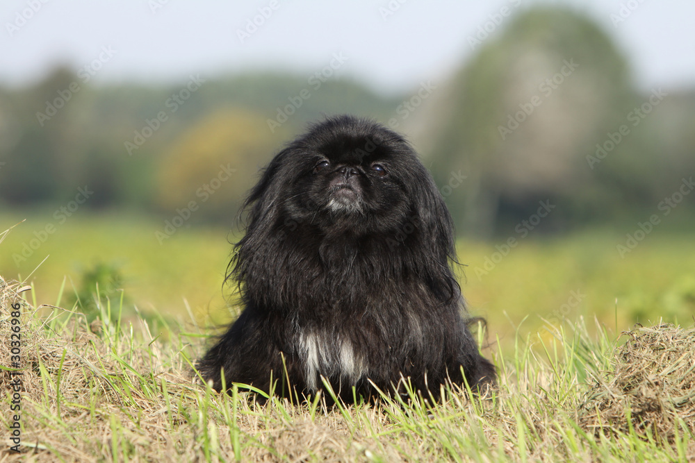 Fototapeta premium black pekingese on the field
