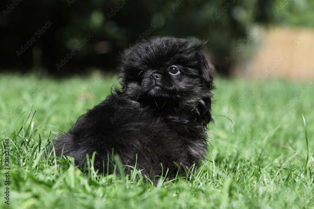 blak baby dog of breed pekingese Stock Photo | Adobe Stock