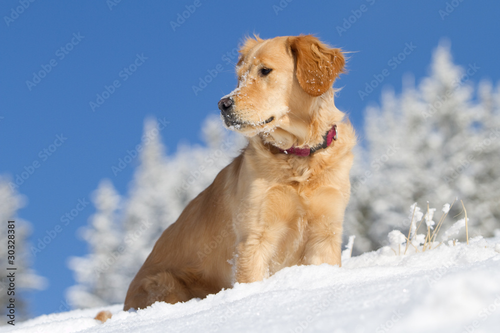 Golden Retriever im Schnee