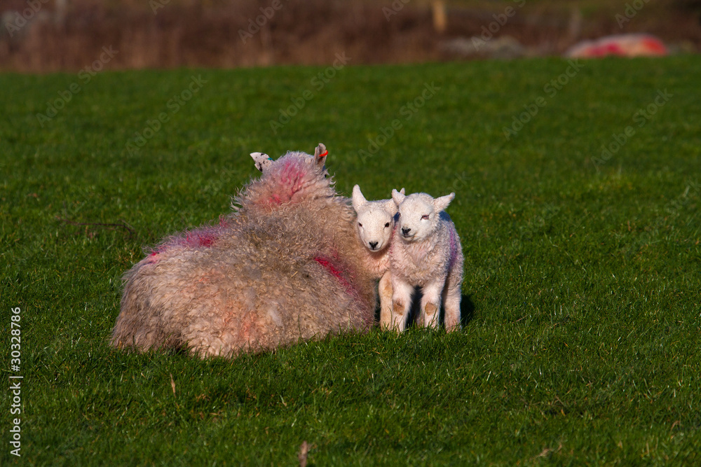 Obraz premium Young spring lambs